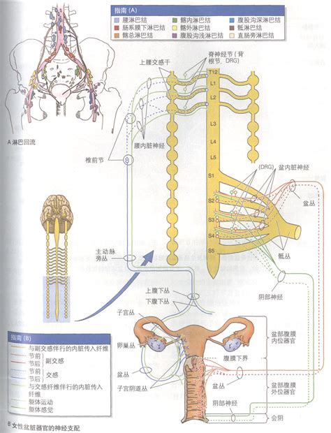 生殖器 女